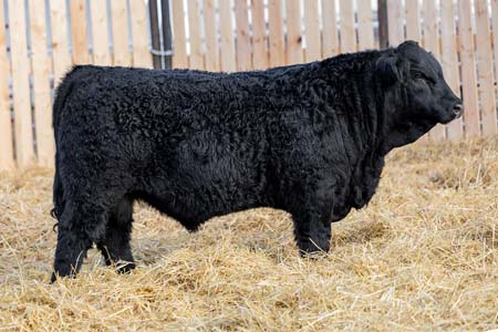 Yearling Bull